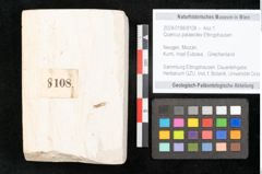 Foto (Objekt + Etikett) von Quercus palaeoilex Ettingshausen (NHMW-GEO-2024-0188-8108)
